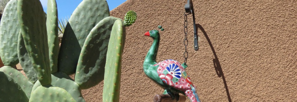 Cactus Landscaping