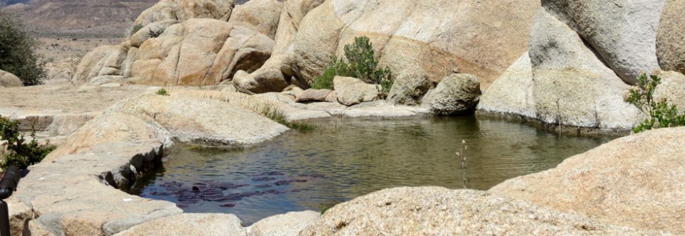 Pond