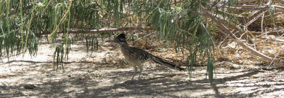 Roadrunner