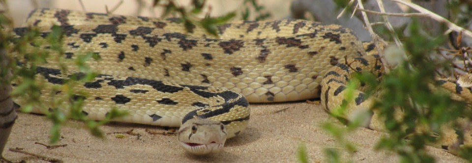 Rattlesnake